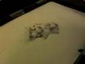 Cornflour, Water and Speakers Non Newtonian Expt