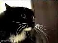 Talking Cat