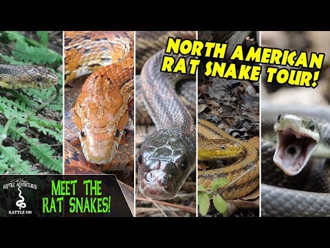 YouTube reptile video