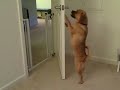Puggle Preston Closes the Door