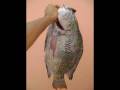 pesca sub agua doce