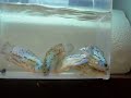 電気青ジャッキdempseys.html