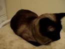 Art�mis le beau siamois