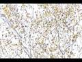 Koan Poem:  Leaves