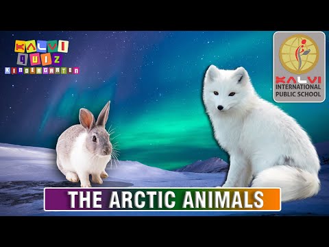 Kalvi Quiz Kindergarten - Episode 3- The Arctic Animals - Part 1