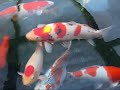 Main Pond Fish Main Pond Fish