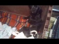 Click here to watch this video pointers puppy