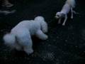 videos de Tuffy and best buddy Archie 4