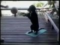 Basketball Dog.