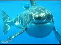 Paranormal World-Megalodon 2 [worlds biggest shark]