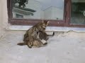 Kedi yavrular? annelerinin yan?nda...