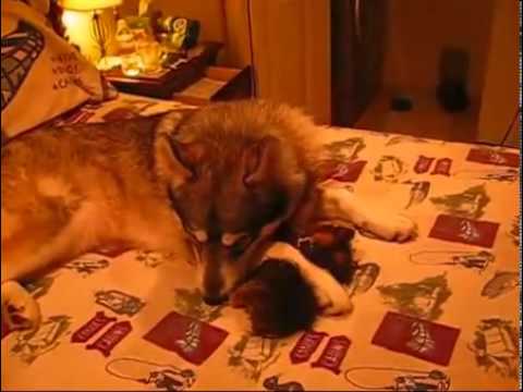 sale pending - Sister Wolf