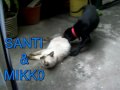 SANTY Y MICO.mpg