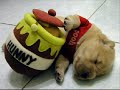 Who Let the Dogs Out- Doggie Pics