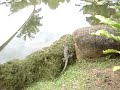 mengejar biawak
