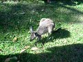 Koalizzati e cangurizzati Koalizzati e cangurizzati