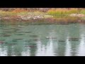 Fishing for Silver Salmon near Fairbanks Alaska