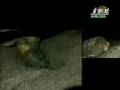 Sea Turtle - Nest