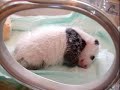 red-panda-petit-panda-panda-maa.html