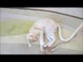 Cornish Rex Playing 2