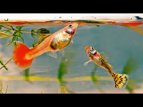 how to care automatic watch