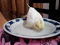 Calopsita tomando banho