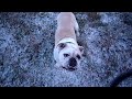 Johnny der singende Hund...