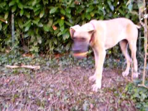 dogue allemand
