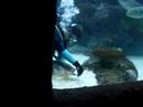 aquarium/resturaunt in tennessee
