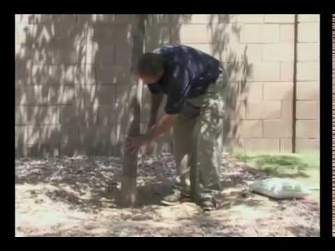 how to fertilize trees and shrubs
