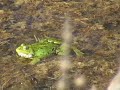 Croaking frogs Croaking frogs