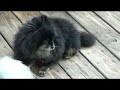 PomRescue.com's Quiet Summer Morning