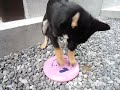 黒豆柴まめすけ　フリスビー遊び方が違います.MOV