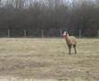 Llama fetching thrown sock