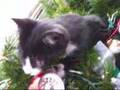 Felix christmas tree playing with baubles