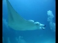 Mantas en Maldivas-6 (AguamarBuceo)