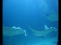 Mantas en Maldivas-6 (AguamarBuceo)