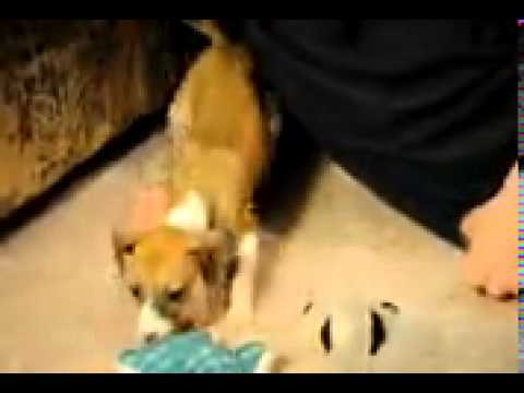 Brooklyn Italian Greyhound girl