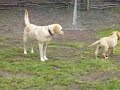 Finny´s Spielstunden (Labrador) Finny´s Spielstunden (Labrador)