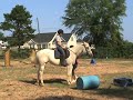 Carolina Sport Horses Willie B Blonde BOMBPROOF