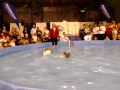 Twiggy the water skiing squirrel