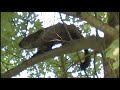 AMAZING Groundhog Woodchuck Climbing up in a Tree!?!? 805RoadKing is looking in the Wrong Place!