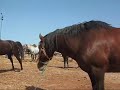 fantasia et chevaux(1)
