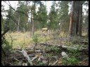 Elk kill bow hunting 35 yards