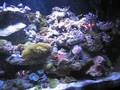 KERN's REEF