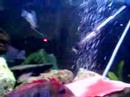 my fishtank with eal ciklids rainbowfish murene donmink my fishtank with eal ciklids rainbowfish murene donmink