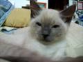 Kitty Bubblez