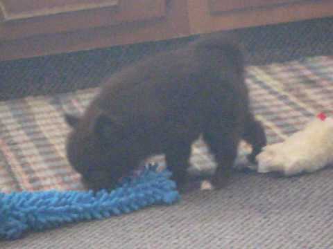 Josh is enjoying some new toys today.