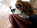 Fifi Won't Throw In the Towel