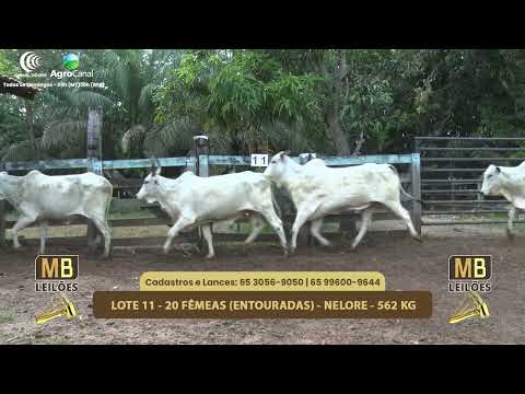 546� LEIL�O VIRTUAL MB LEIL�ES